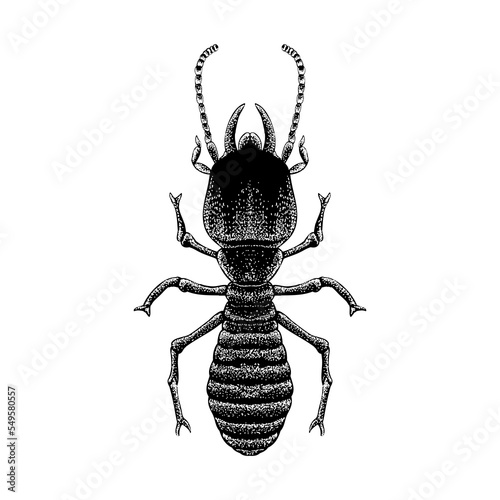 Termite hand drawing vector illustration isolated on background.