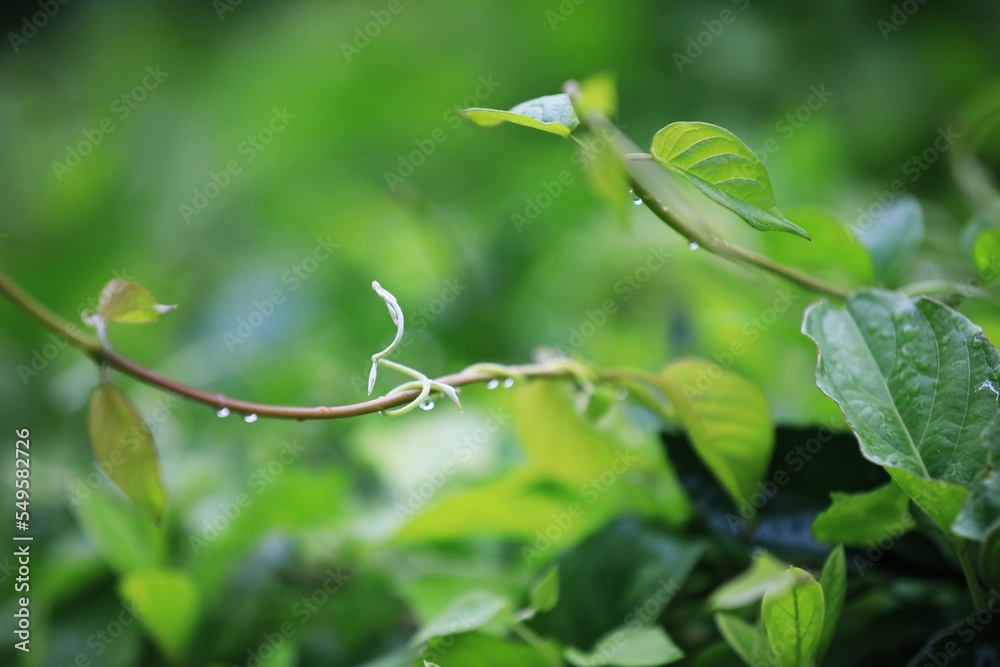 비 개인 후 풍경 