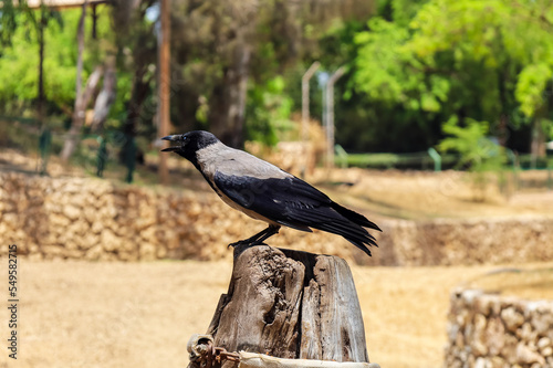 Hooded crow in park outdoors
