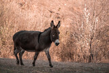 Donkey in a Field