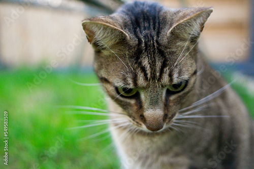 Fototapeta Naklejka Na Ścianę i Meble -  zielonooki kot na spacerze w ogrodzie