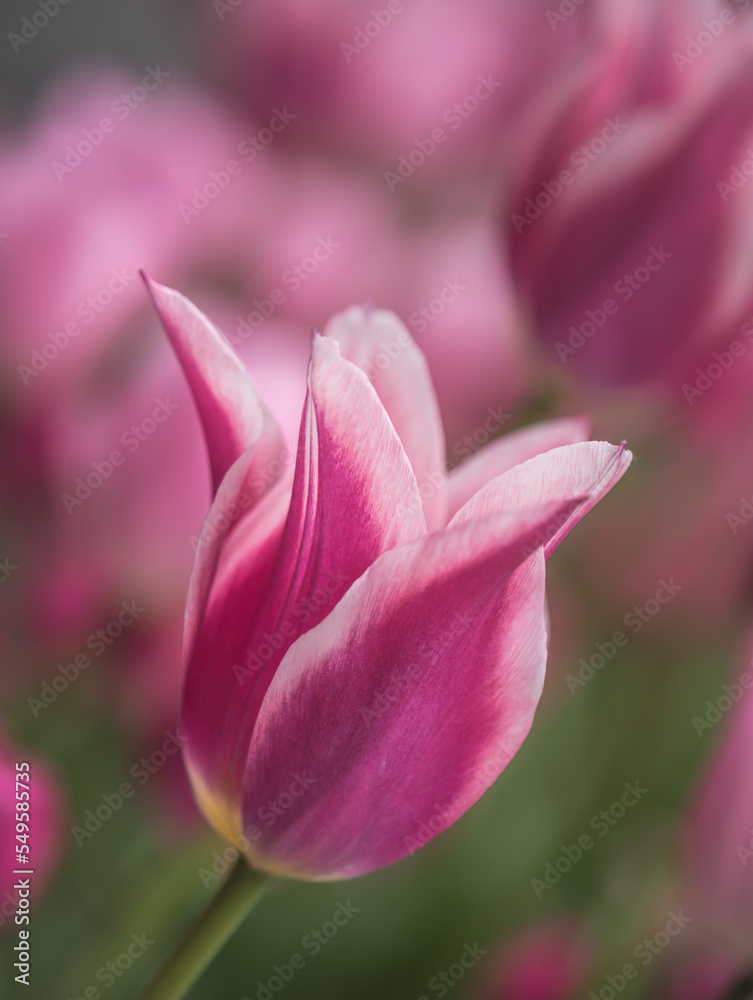 Solo pink and white tulip, Chicago, Illinois