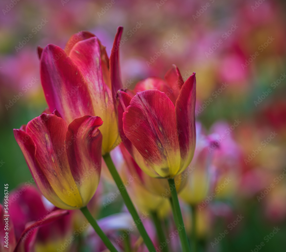 Colorful tulips in street landscape, The Magnificent Mile, Chicago, Illinois Colorful tulips in street landscape, The Magnificent Mile, Chicago, Illinois