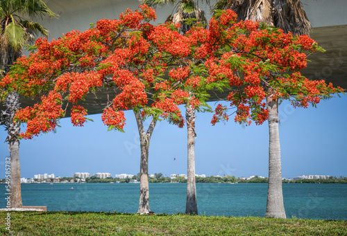 Royal Poinciana on bay, Bird Key Park, Sarasota, Florida