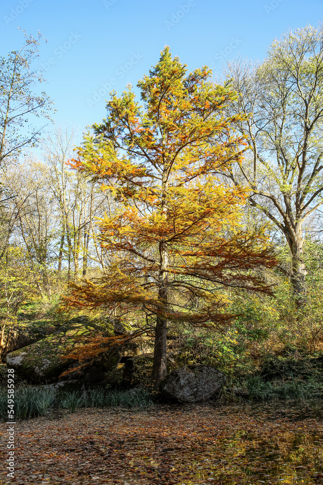 View of beautiful trees, big stones and fallen leaves in forest View of beautiful trees, big stones and fallen leaves in forest