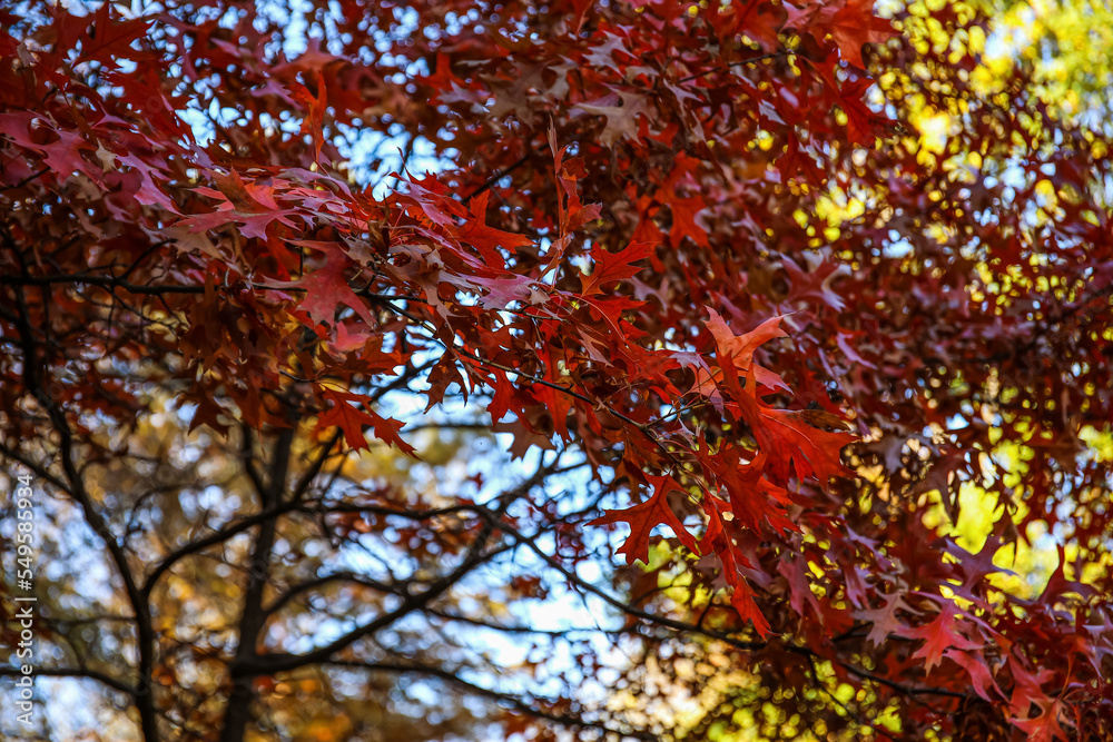 Tree with red leaves in autumn forest, closeup