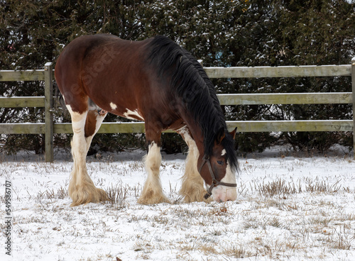 Photography A cold winter morning this horse is waiting close to the fence for for food
