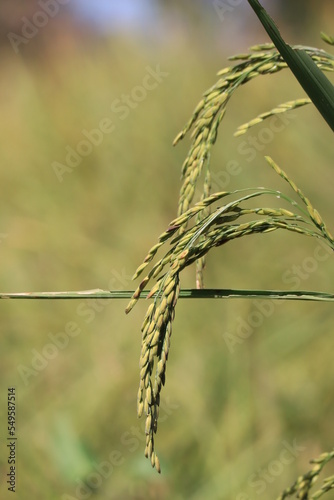 Rice fields in Thailand. Close-up of Thai rice grains.