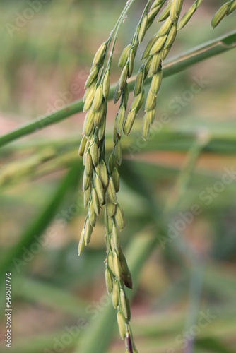 Rice fields in Thailand. Close-up of Thai rice grains.