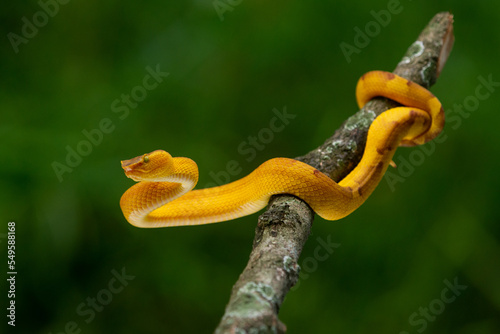 Yellow flat nosed pit viper Craspedocephalus or Trimeresurus puniceus hanging on a branch with attacking position and bokeh background