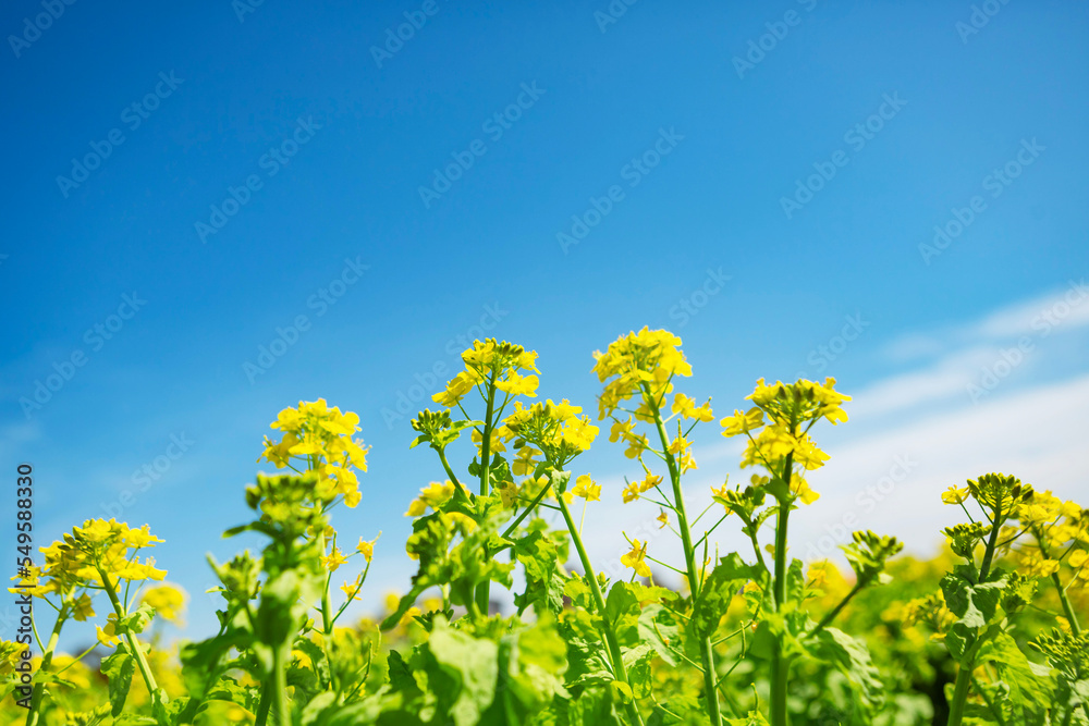 菜の花畑 菜の花畑