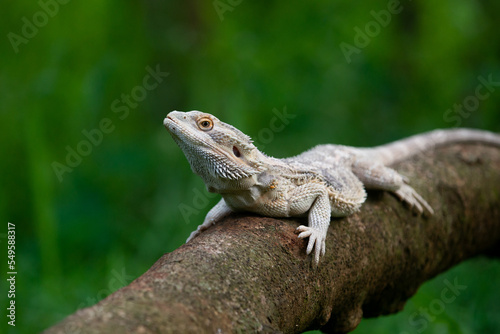 A white bearded dragon resting on a tree trunk with bokeh background 