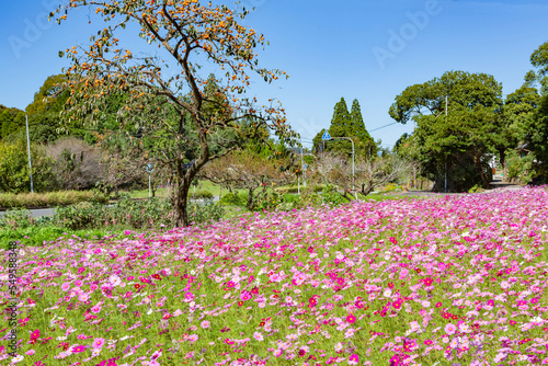 農村の秋の風景　コスモス	