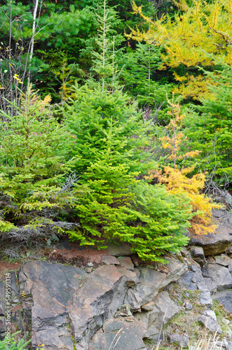 Northern Ontario Forest