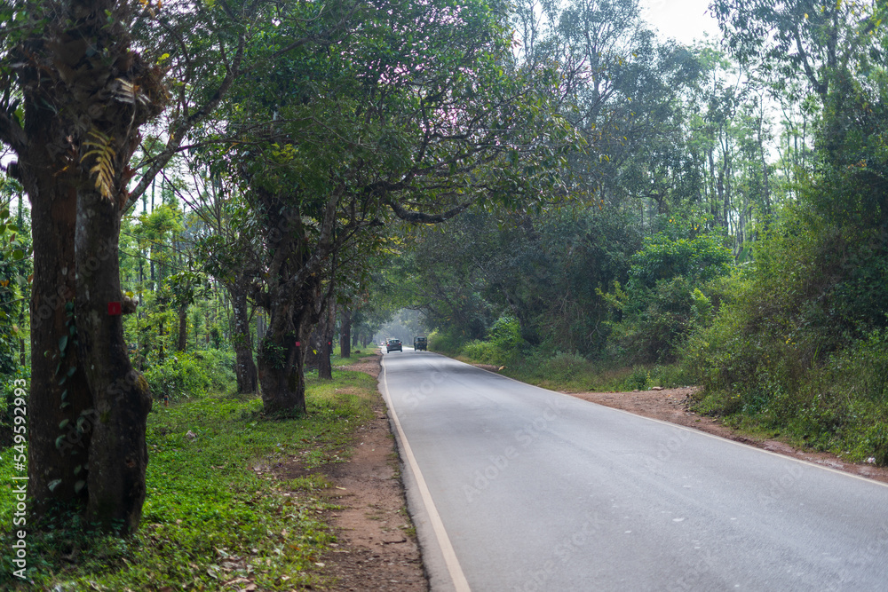 Road inside forest both side of the road filled with trees and bushes in Muidgere, karnataka india. Road inside forest both side of the road filled with trees and bushes in Muidgere, karnataka india.