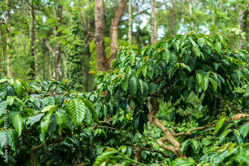 Coffee Plantation in Mudigere, India.