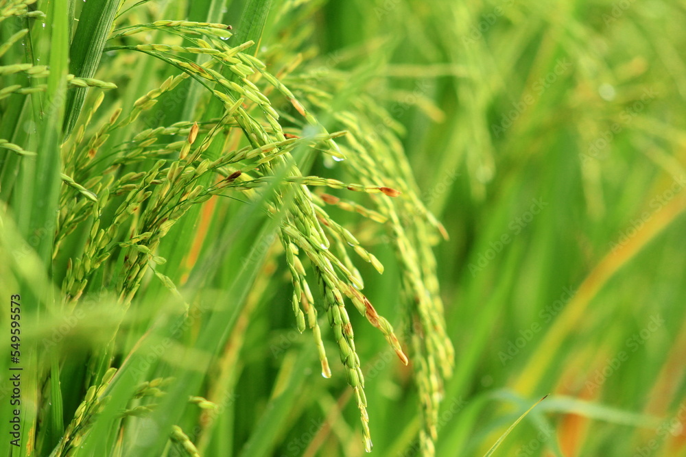 Close up of rice fields in the morning. Close up of rice fields in the morning.