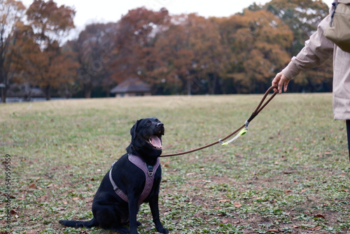 labrador retriever