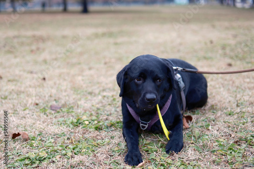 black labrador retriever