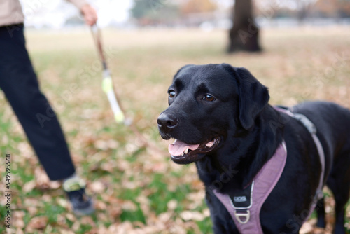 black labrador retriever