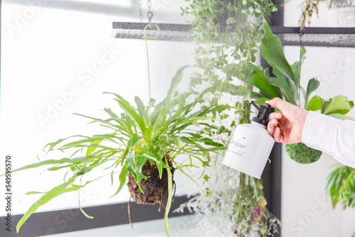 観葉植物に水やり・霧吹きする手のアップ。