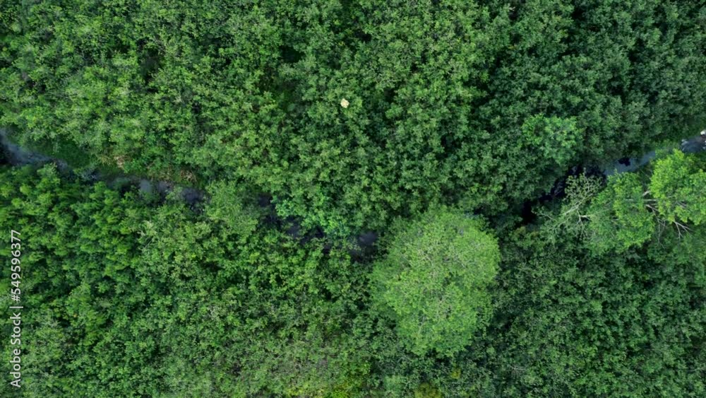 Aerial top down view river in tropical jungle green rainforest. 4K. Beautiful cinematic nature aerial view of rainforest Tropical jungle of Kauai island, Hawaii, USA Aerial top down view river in tropical jungle green rainforest. 4K. Beautiful cinematic nature aerial view of rainforest Tropical jungle of Kauai island, Hawaii, USA
