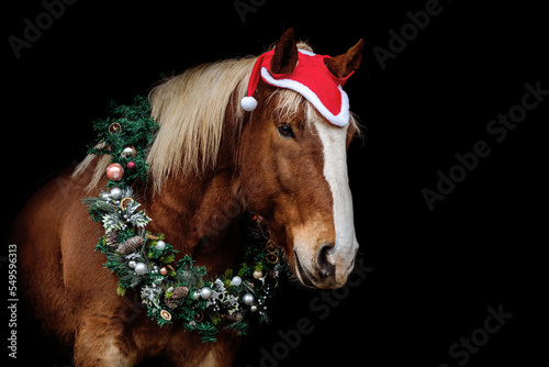 Head portrait of a chestnut brown noriker coldblood draft horse in a festive christmas setting wearing a santa hat and a christmas wreath in front of black background photo