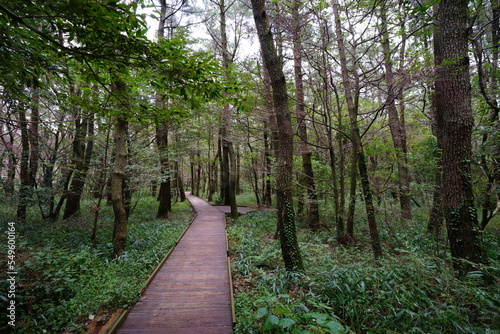 fine walkway to deep forest 