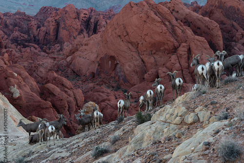 Bighorn sheep, Ovis canadensis nelsoni, shown in Valley of Fire, Nevada, United States. photo