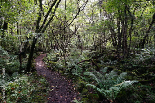 vines and fern in wild forest 