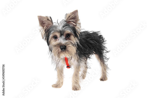 Beautiful and cute black and white yorkshire terrier dog over isolated background. Studio shoot of purebreed yorkie puppy.