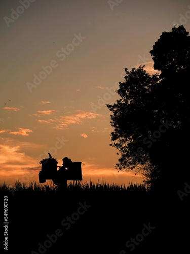 A man carries grass for his cattle in the evening at sunset.