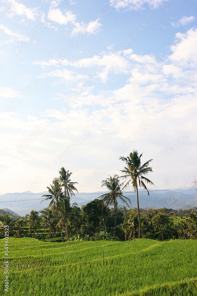 A coconut tree, against the background of a blue sky covered with clouds.