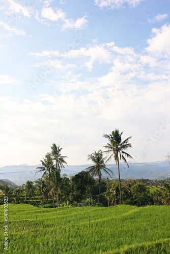 A coconut tree, against the background of a blue sky covered with clouds.
