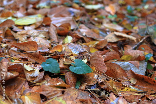 日本の秋の風景、カラフルな落ち葉
