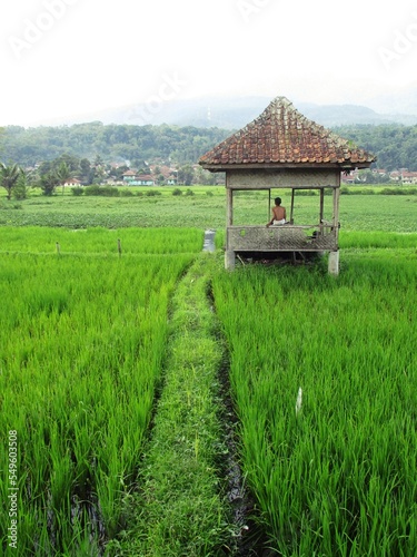 The hut in the middle of the fields from Java lndonesia photo