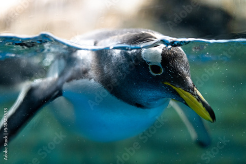 ペンギン 水族館 泳ぐ 自由