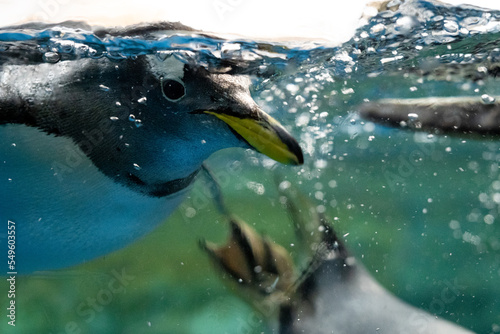 ペンギン 水族館 泳ぐ 自由