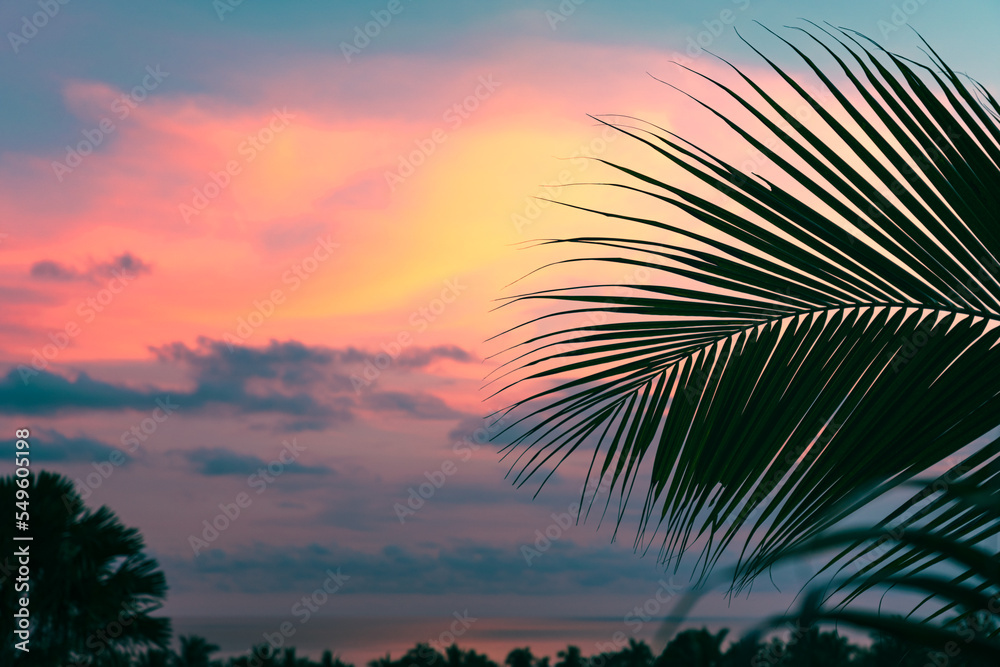 Palm leaves and trees against the background of the sea at a colorful sunset Palm leaves and trees against the background of the sea at a colorful sunset