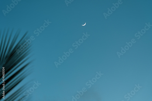 Crescent moon in the blue sky in the evening. In the foreground is a palm leaf.