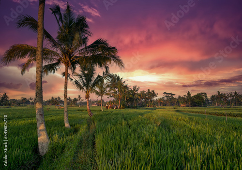 The lush rice fields as night approaches with a vibrant colourful sunset above the palm trees