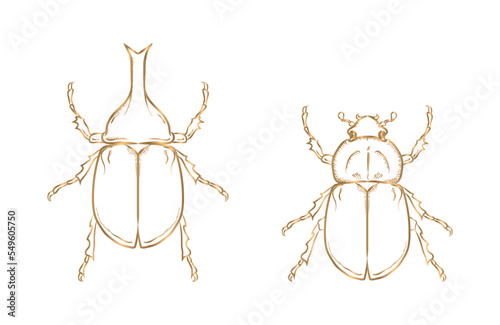 Vector line drawing golden male and female beetles on white background