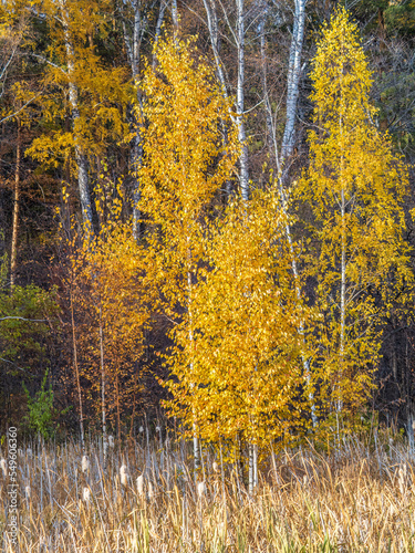 Trees with orange, green and yellow leaves in the autumn forest.