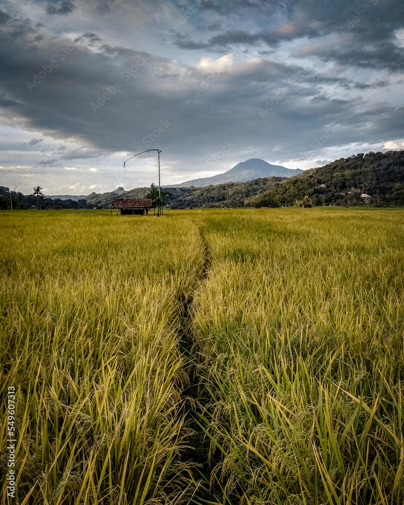 Fototapeta premium A natural blend of rice fields and mountains in Sumedang, West Java, Indonesia