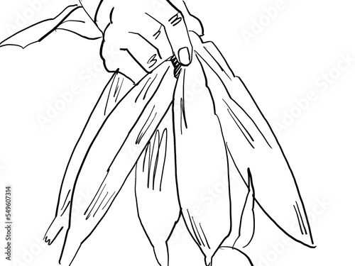 An Illustration of a hand holding unpeeled corn