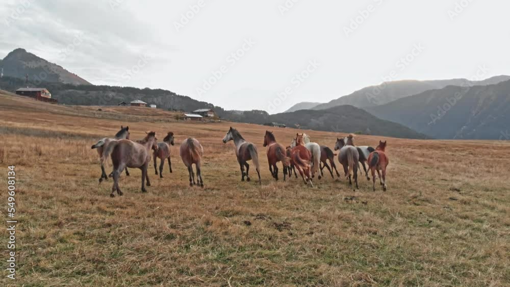 Herd of horses in the wild nature of the foothills Herd of horses in the wild nature of the foothills