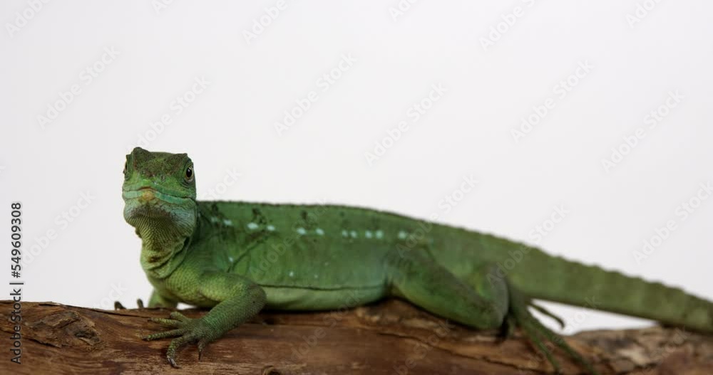 Green Basilisk jesus lizard turns away from camera - isolated on white background Green Basilisk jesus lizard turns away from camera - isolated on white background