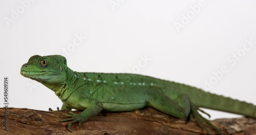 Green Basilisk jesus lizard sticks out tongue - isolated on white background photo