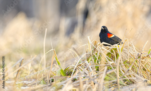 Male Red-winged Blackbird - Agelaius phoeniceus - perched on a tussock photo