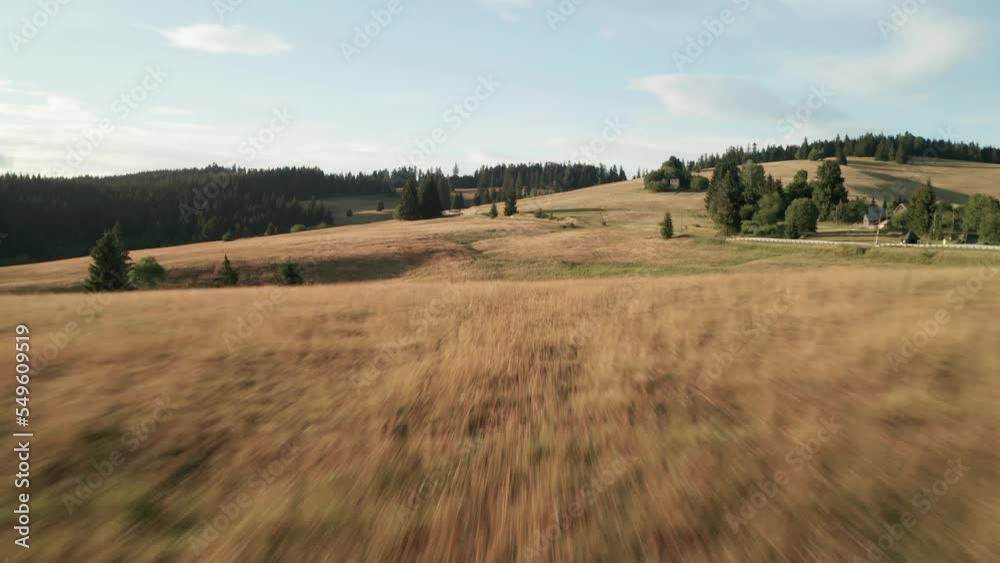 Flying close above a herd of sheep grazing on a dry grass on a beautiful summer evening. The camera is moving forward revealing a road and forests in the background. Flying close above a herd of sheep grazing on a dry grass on a beautiful summer evening. The camera is moving forward revealing a road and forests in the background.